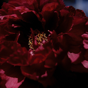 Cos草神自慰❌网站
